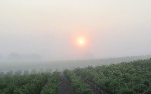 Early Morning in Sonoma County vineyard