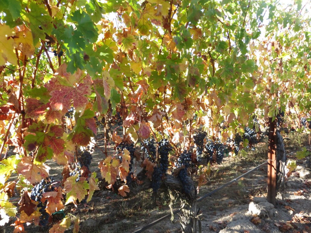Harvest at Tara Bella Winery