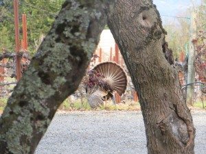 Sonoma County turkey