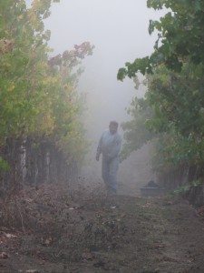 Harvest continues at Tara Bella