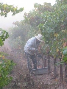 Harvest continues at Tara Bella