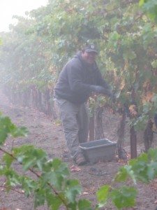 Harvest continues at Tara Bella