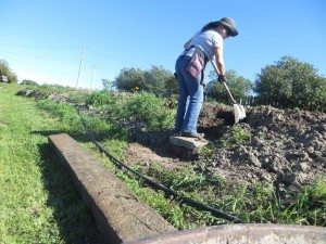 Roadside Berm Beautification Project