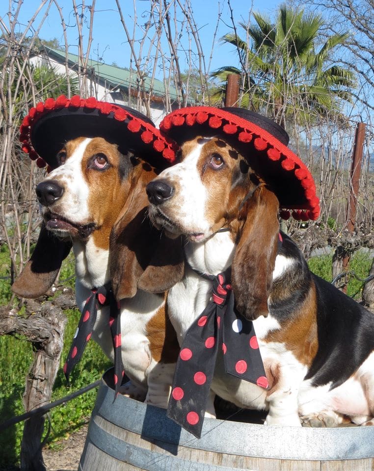 Wine Dogs