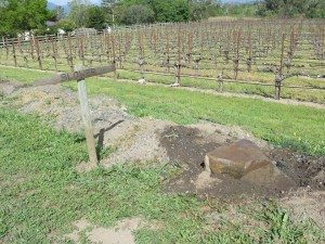 Vineyard rocks in Tara Bella Vineyards