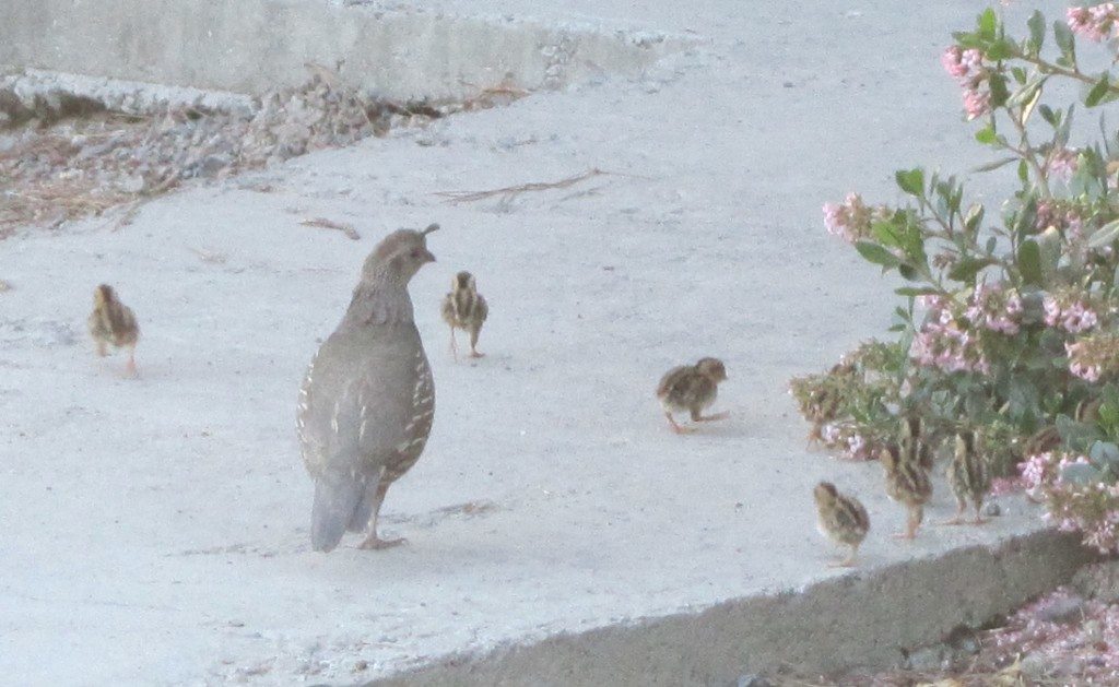 California Quail in the Tara Bella vineyards