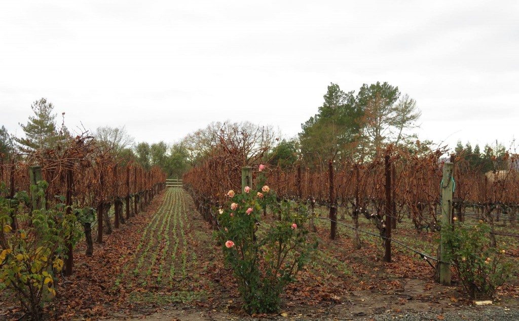 Goodnight Cabernet Sauvignon Vines