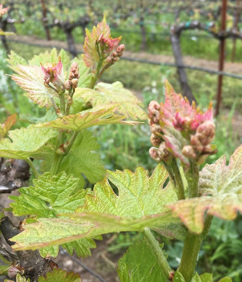 Spring is springing at Tara Bella Winery